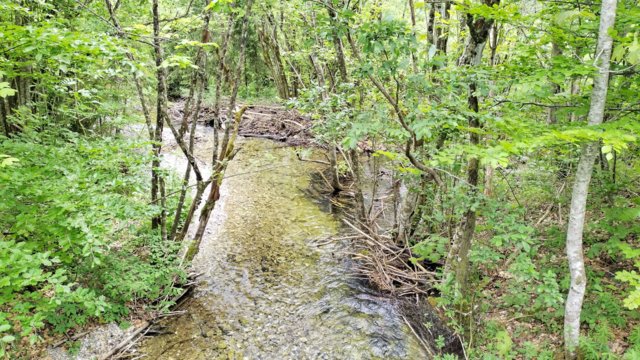 Bach mit jungem Wald Bach mit jungem Wald